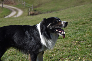 Le chien guide de troupeau