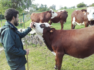 la vache de race Abondance